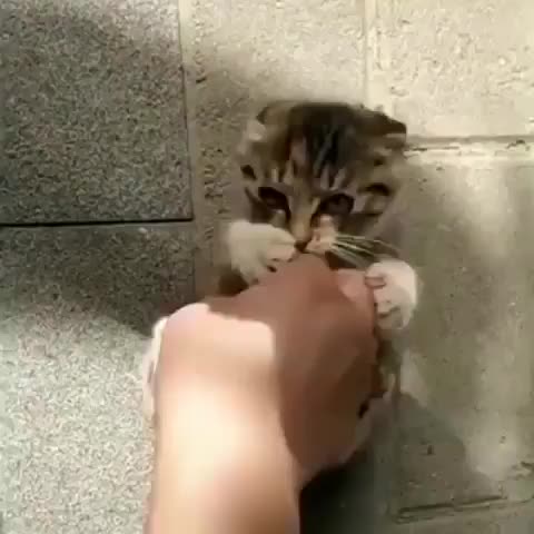 Playing with a kitten.