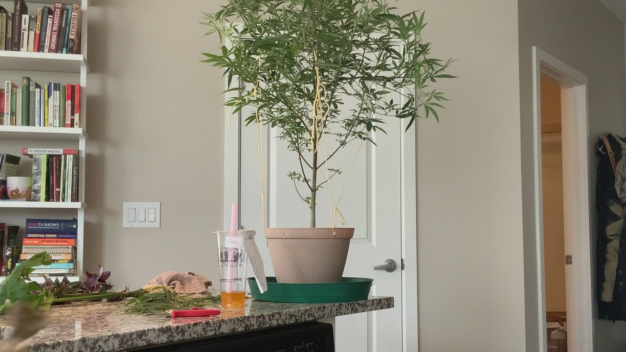 Took a bong break from defoliating + trimming the ladies ??