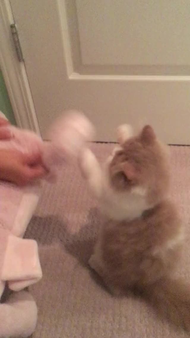 Oatmeal Playing