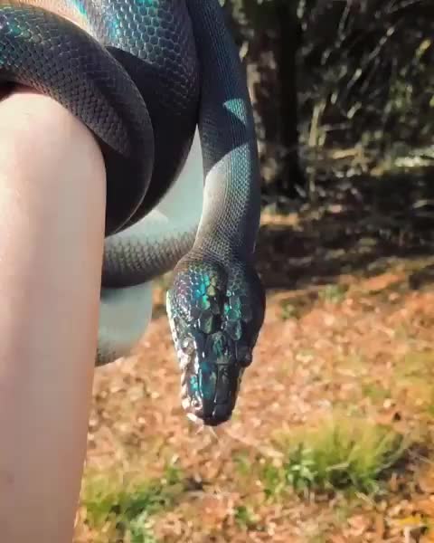 snek