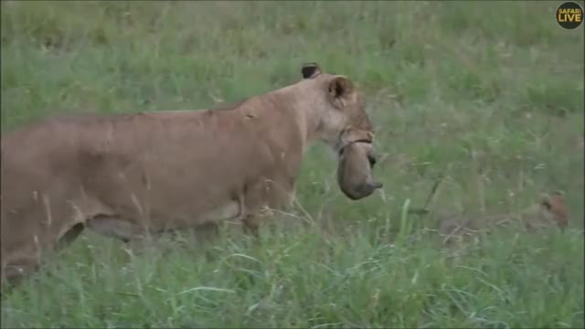 SafariLive Feb 16 - Surprise! NEW SAUSAGE LION CUB!!