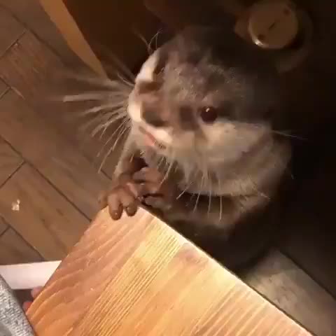 Cute Otter Sounds