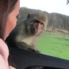 Ну если обезьяна испугалась