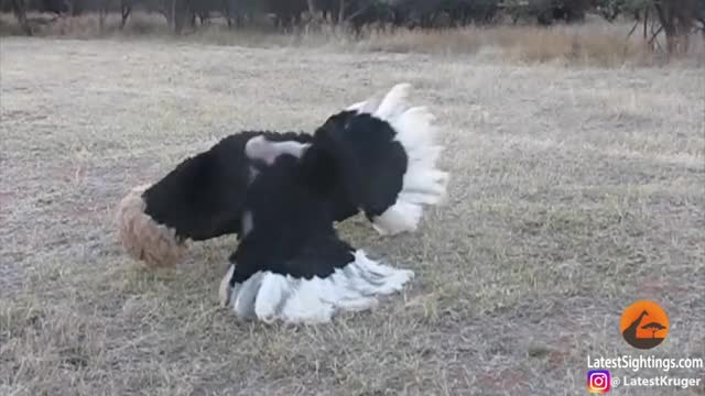 Ostriches Mating