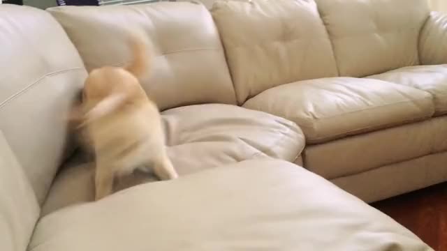 zoomies