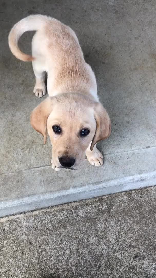 Cute Puppy gif