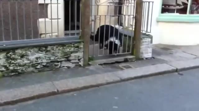 Dog demands passers-by to play with him