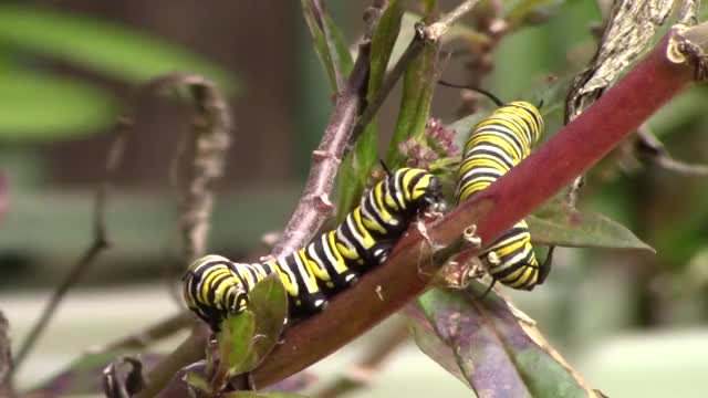 Monarch caterpillars eat milkweed in the backyard