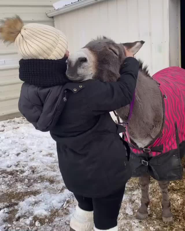 Longhopes Donkey Shelter in Colorado