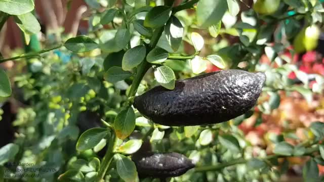 Squeezing a finger lime, also known as lime cavia