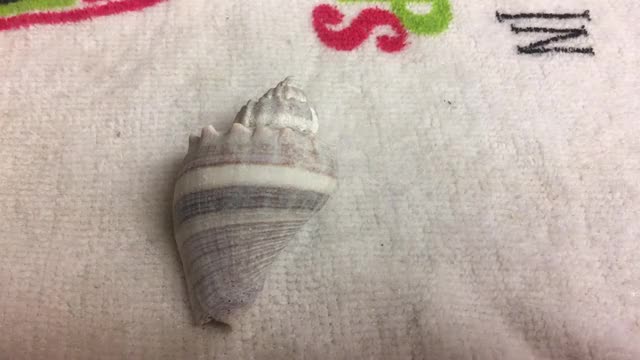 Cleaning a seashell with muriatic acid
