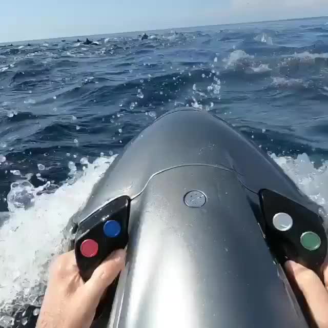 Seabobbing With Dolphins - Veduis.com