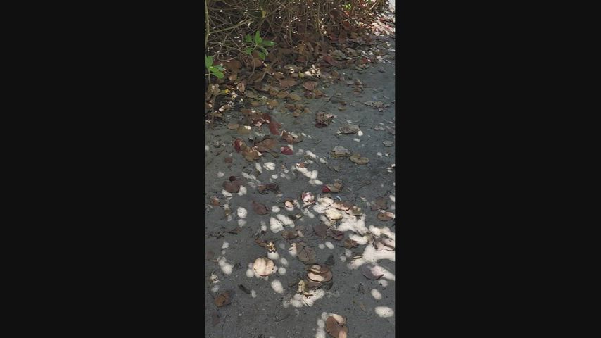 Walking down the beach path