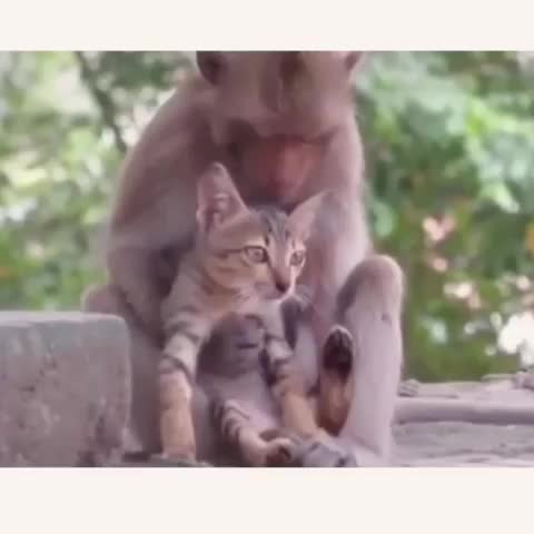 Monkey grooms cat