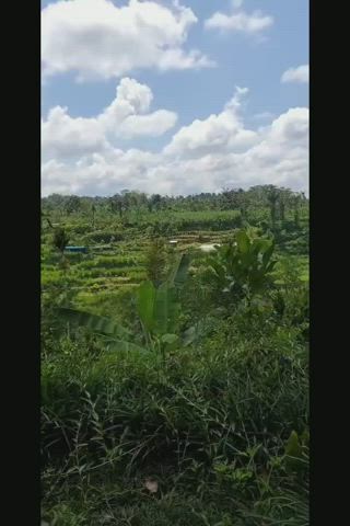 Petite nymph-o dancing in an outdoor shower above a rice field🧚‍♀️🌿 (better