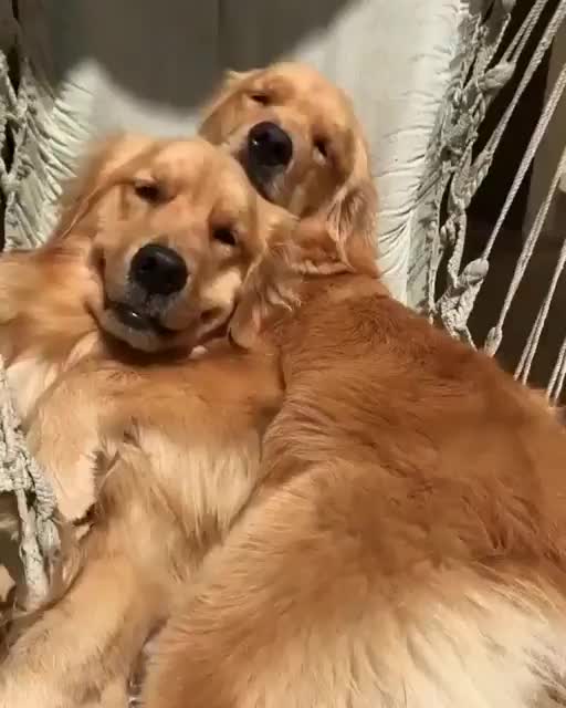dogs in a hammock