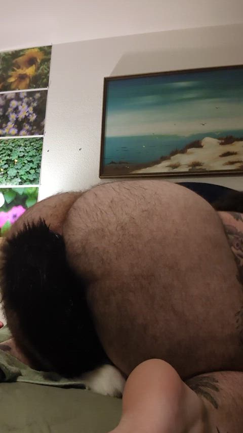 hairy ass tail plug trans trans boy trans man transexual transgender gif