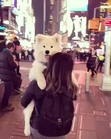 big pup in the big city