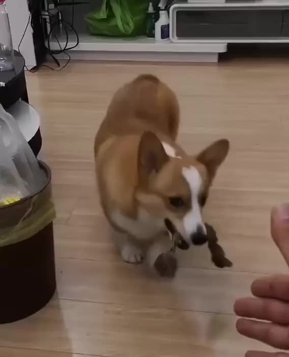 corgi trolls human