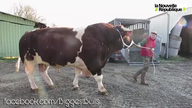 Officially The Heaviest Bull In The World Bull Name: Fetard Bull Weight: 195...