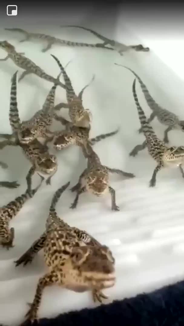 Baby crocodiles sound like they're shooting laser guns!