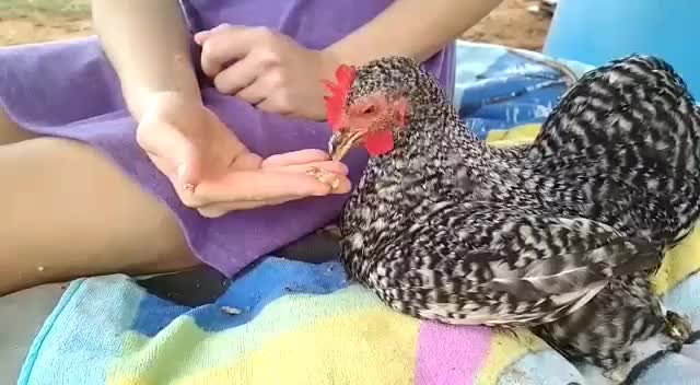 Hedi LOVES cuddles at Freedom Farm Sanctuary