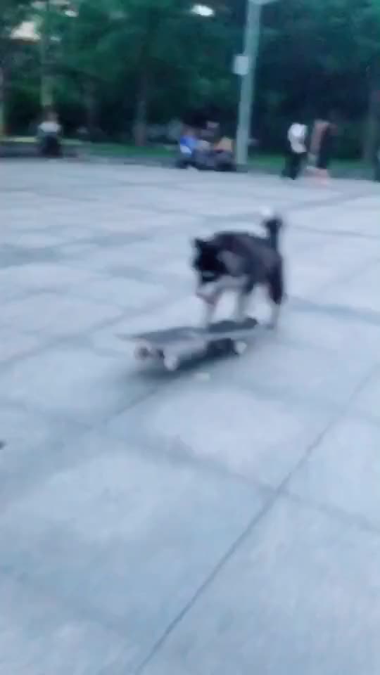 Skateboarding dog