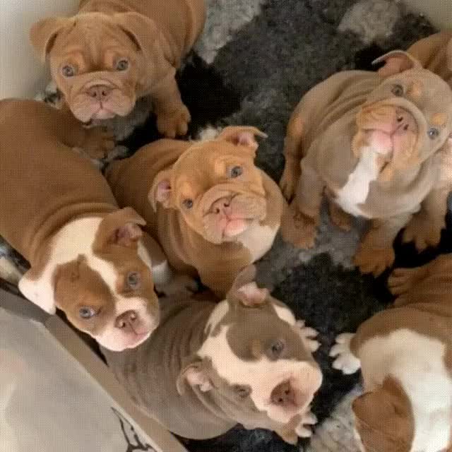 so many puppies