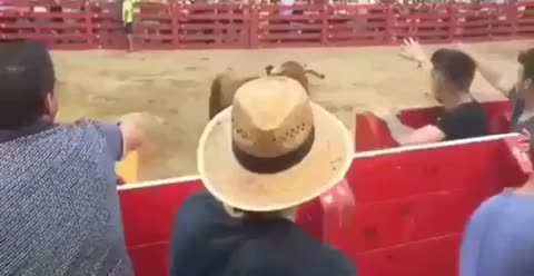 WCGW if I annoy bull