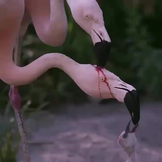 flamingo