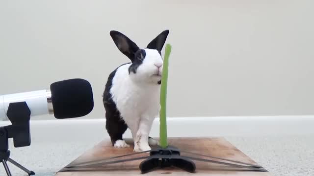 Rabbit eating crunchy celery! ASMR