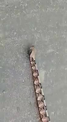 Danger noodle forgot how to snek