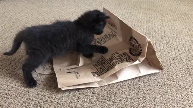 The babes experience a paper bag - wait til the end!