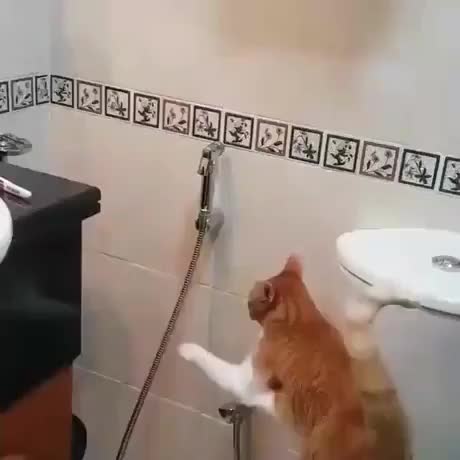 Cat wants to be sprayed