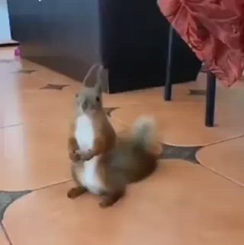 You want a piece of me...🐿️🏋️🥊😅