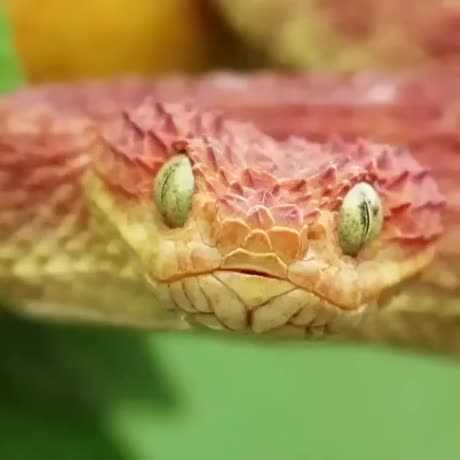 Snek