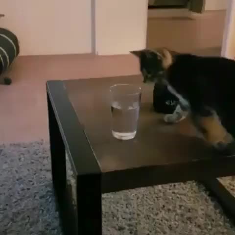 Unexpected water boop