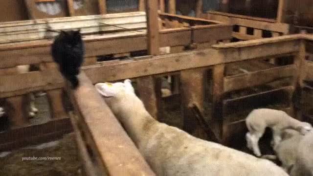 Epic barnyard battle