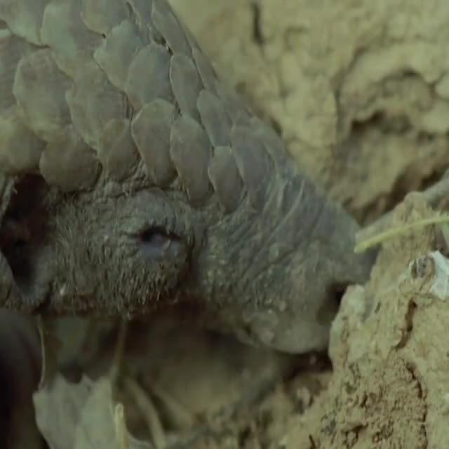 This #pangolin is probing an insect tunnel with its extremely long tongue, ? retrieving