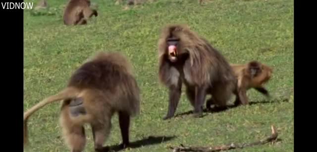 Geladas Fight Over Female