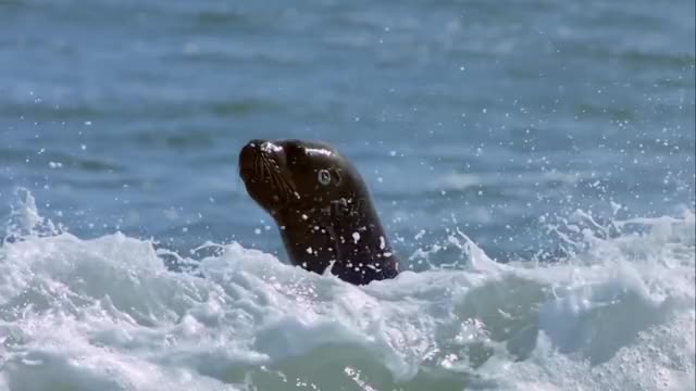 Sea Lion hunting Gentoo Penguins