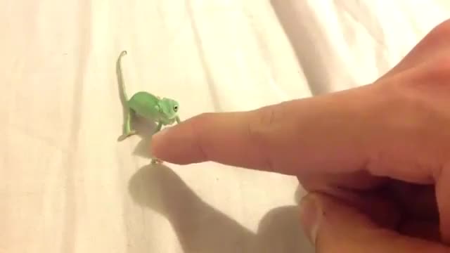 /r/LizardGifs