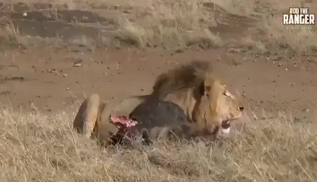 LionessCrippled