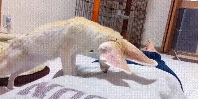 Fennec investigates tummy