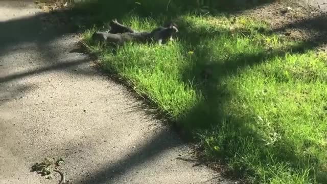 Squirrel King in Bangor, ME