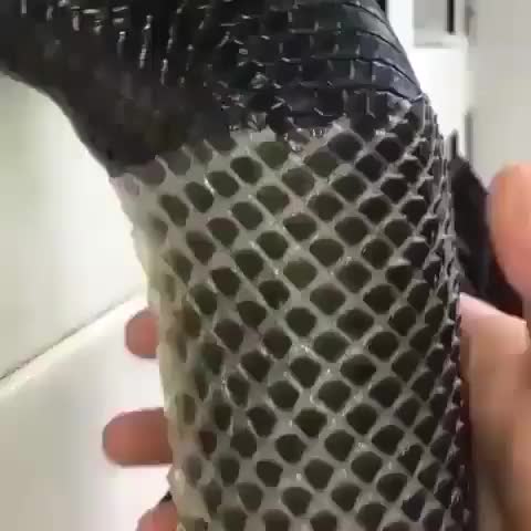 Snake shedding