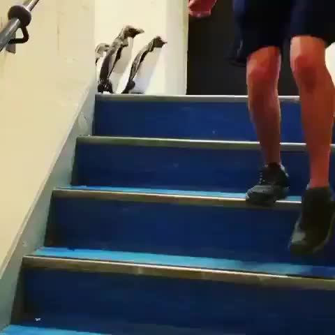 Penguins going down the stairs