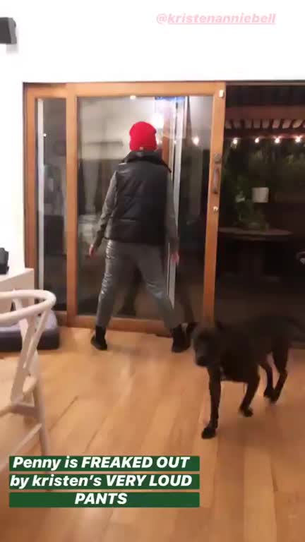 (174218) pants too loud for dog