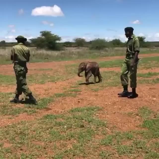 Video by lewa_wildlife