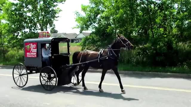 Amish Buggy Pizza Delivery From Foxs Pizza Intercourse PA